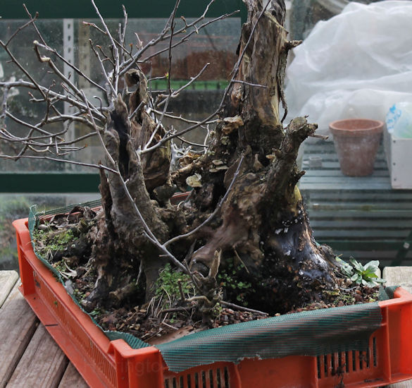 Crab Apple Bonsai Carving and Styling